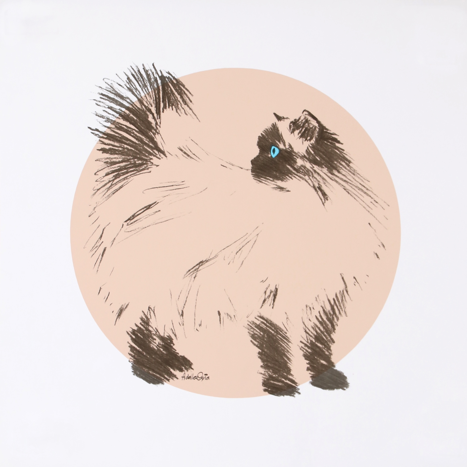 For sale: CASSY IL GATTO