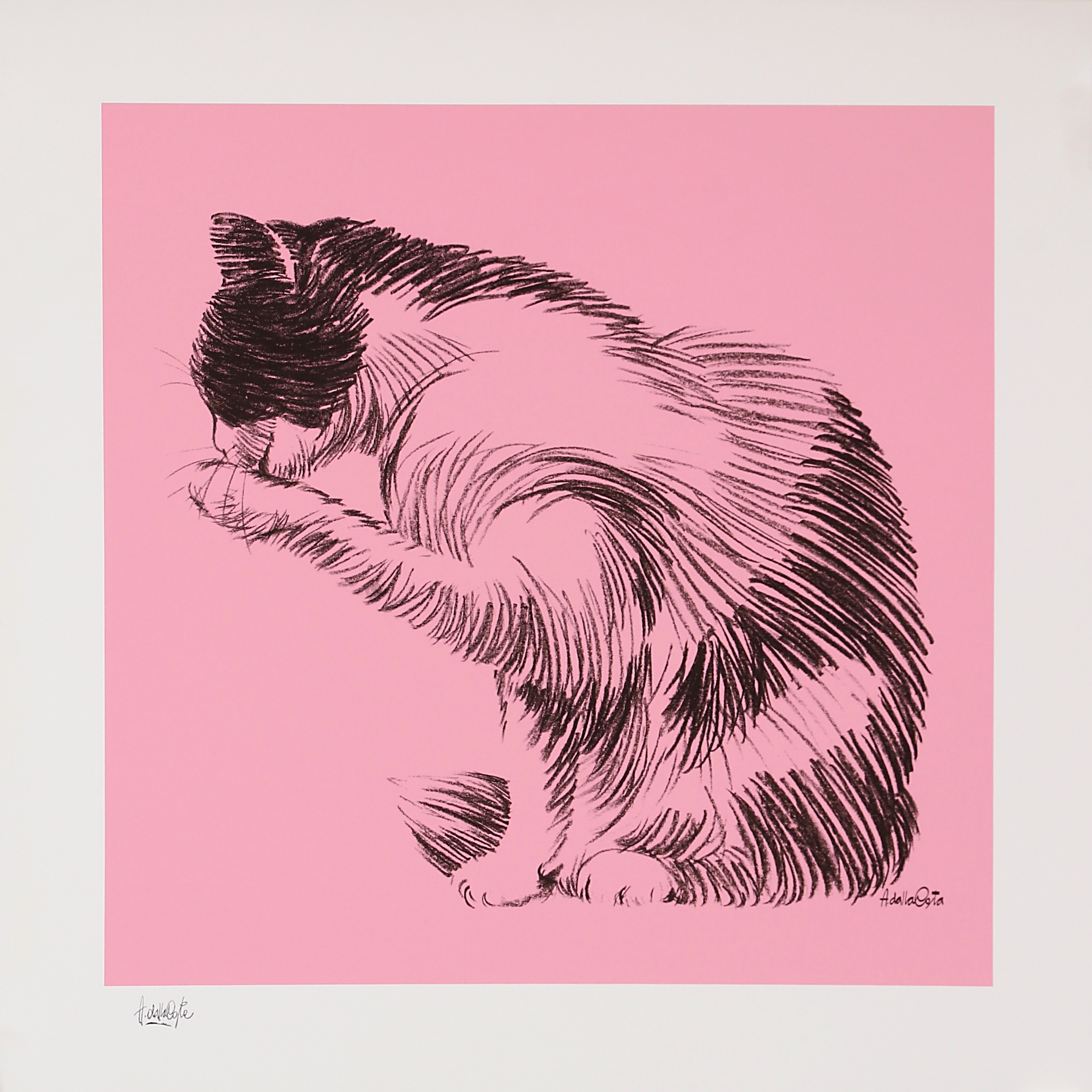 For sale: ZUCCHERO. ROSA
