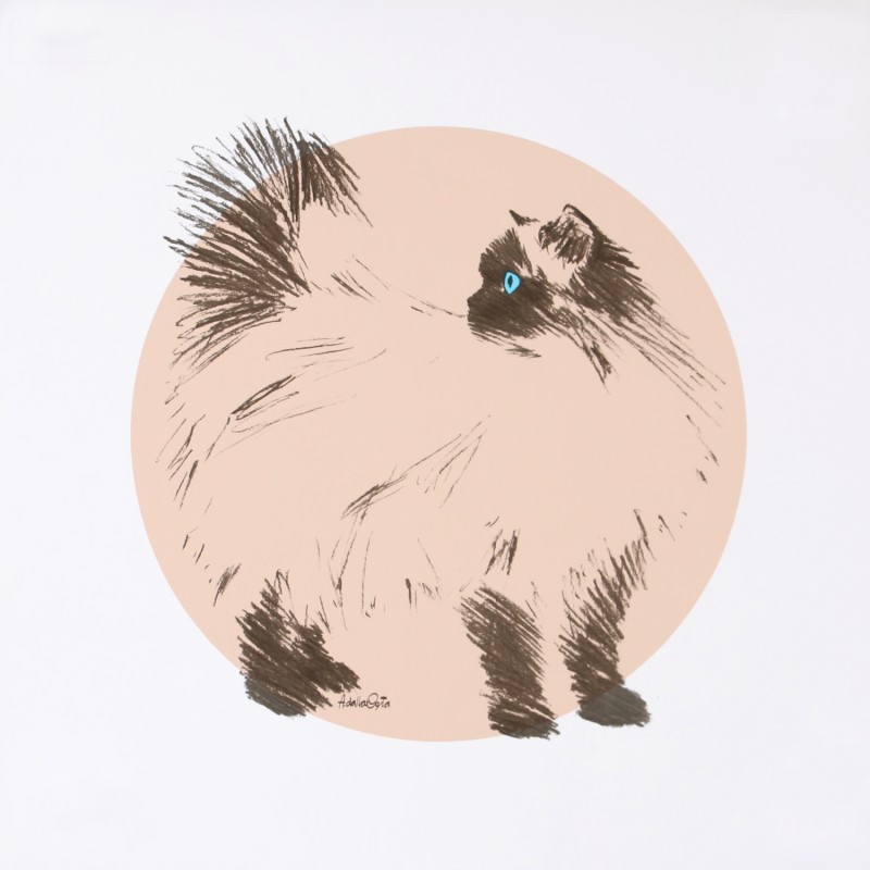 For sale: CASSY IL GATTO