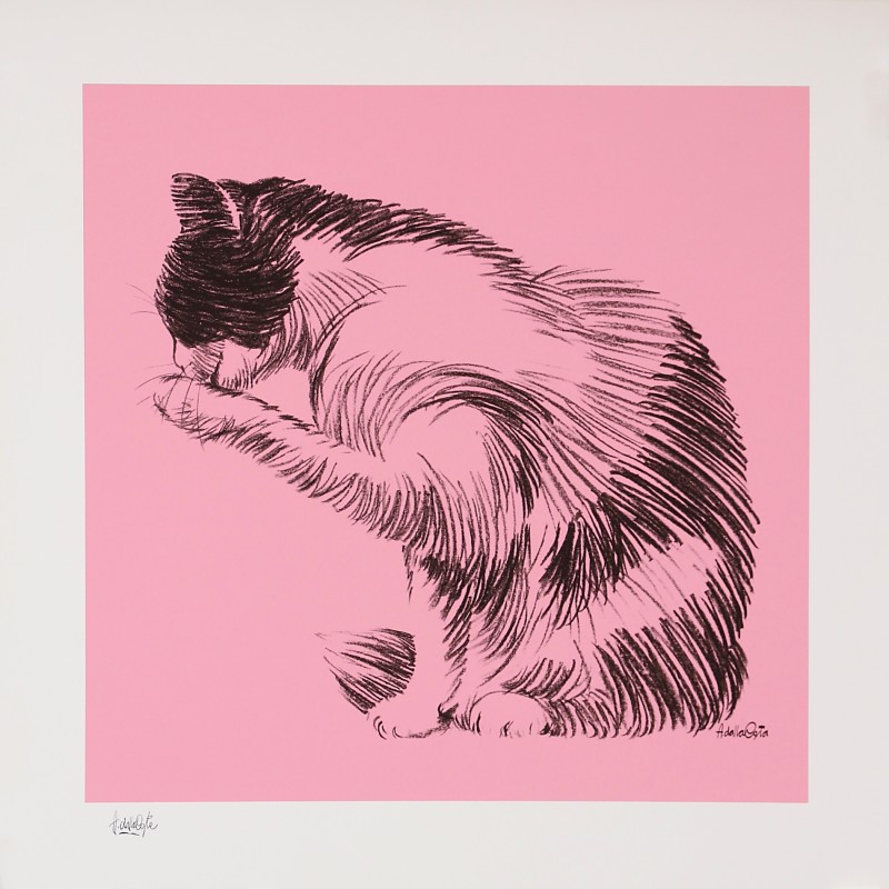 For sale: ZUCCHERO. ROSA